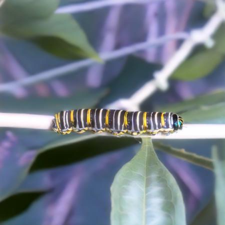 striped Cater01, leaves, walking on a branch