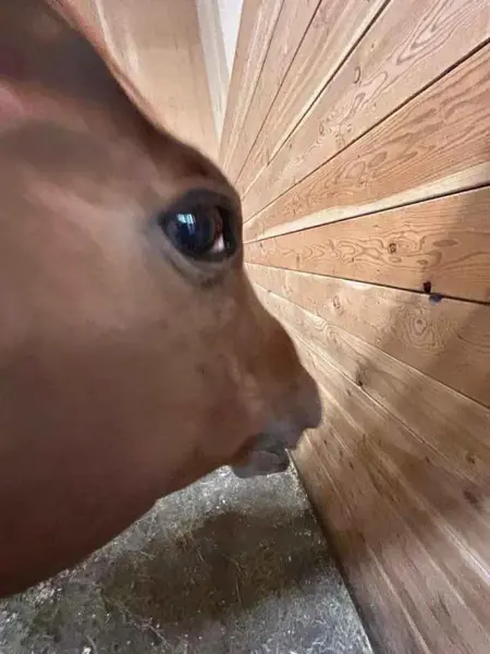 goodbyehorses's Avatar