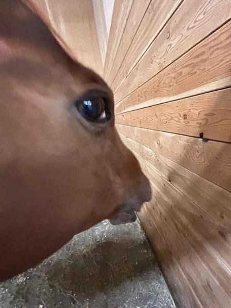 goodbyehorses's Avatar