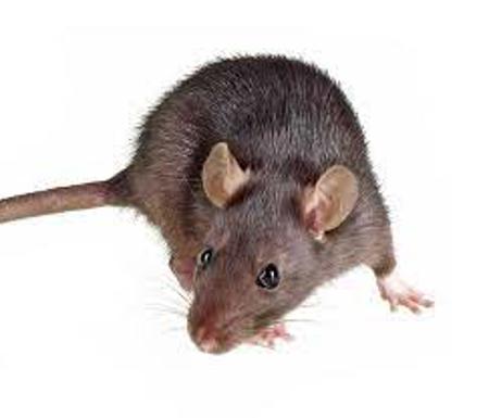 rat2's Avatar