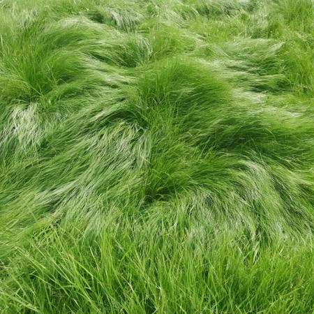 <lora:SDXL_Grass_texture_Sa_May:1> grass breeze