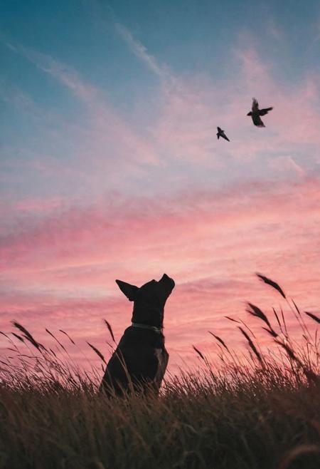 A phone wallpaper, birds, sky, a silhoutte dog watching the sky, low angle shot, low angle POV shot of grass, fujifilm colors, 4k wallpaper, pink and blue hues in sky, shades of sunset.tall wheat grass, ocean.