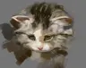 SuisuiC's Avatar