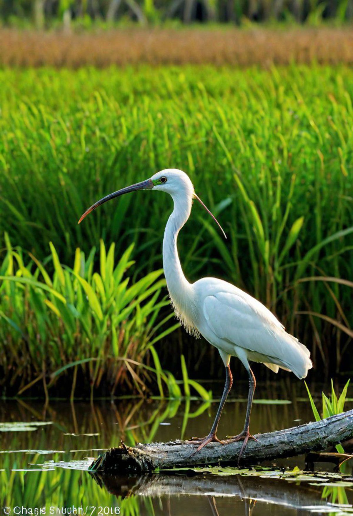 Bubulcus ibis image by thatCreepyGuy