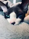 Suwu110's Avatar