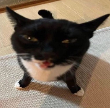 Catdoingstuff's Avatar