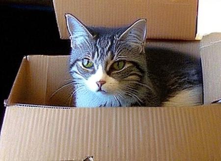 photo by oldsiemens, cat sitting in cardboard box, medium shot, high detailed