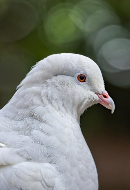 portrait, masterpiece, 4k, ray tracing, intricate details, highly detailed, hyper realistic, 8k RAW editorial photo.
an adorable white dove, head with a tilt and a slight blink. The dove is feathers should be soft and fluffy, the background should be a  forest, dramatic light, shallow depth of field, high budget,
