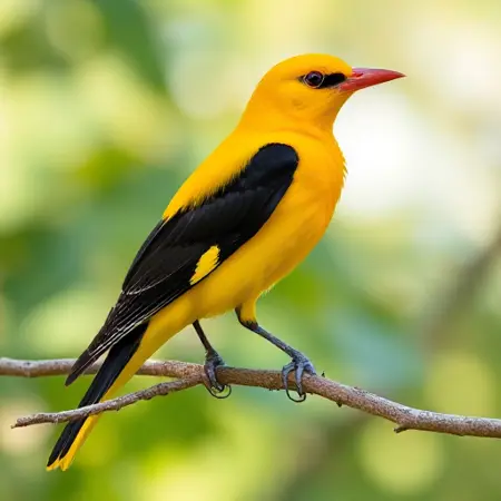 Eurasian Golden Oriole