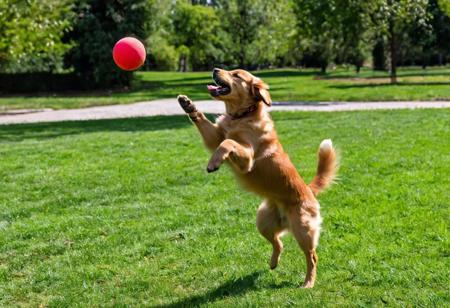 A cute young puppy jumping up to catch a red ball, photo, action shot, side view, excited, playful, golden retriever puppy, park, sunny day, trees, teeth, open mouth
