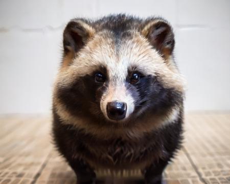 <lora:Raccoon_Dog:0.8>, (raccoon_dog:1.2),white background