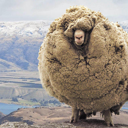 Woolzone's Avatar