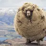 Woolzone's Avatar