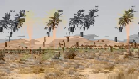 Desert palms and bushes V1 Desert palms and bushes