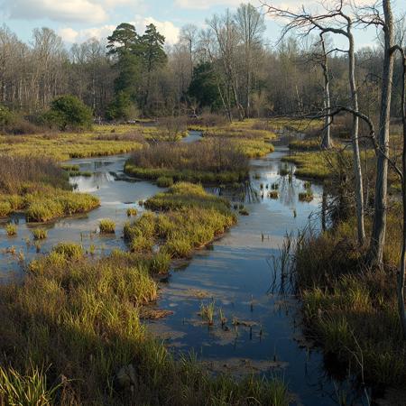 8k, source_photo, source_real, traditional media, amateur, real life photo, broad swamp and marsh, clumps of woodland,dungeons and dragons, medieval