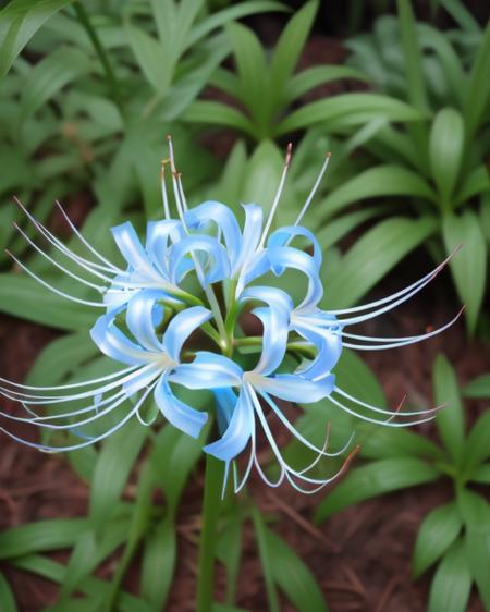 WSPL spiderlily blue_flower white_flower  lily