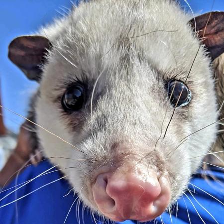 Opossum45's Avatar