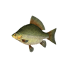 onefish_