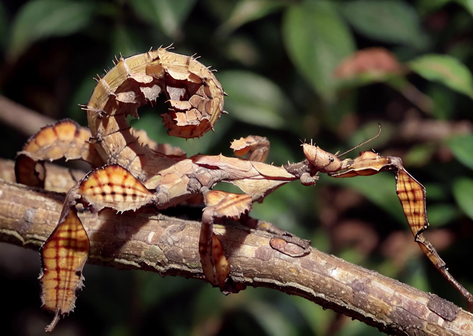 Spiny Leaf Insect image by drstef2