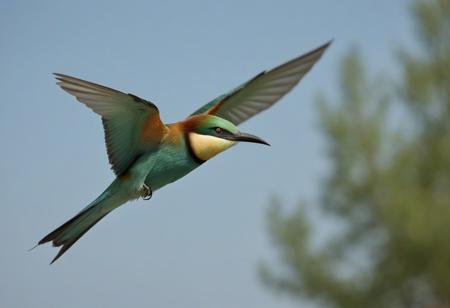 bird, animal focus, solo, blurry, outdoors, sky, flying, closed mouth, flying, depth of field, from side, feathers, looking to the side, tree, European bee-eater,