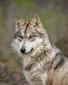 furrycutewolf's Avatar