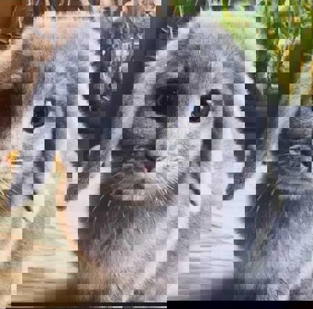 Vulgarnaut's Avatar