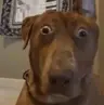 Brown_dog's Avatar
