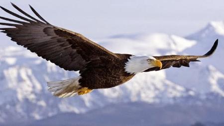 aquila8906742's Avatar