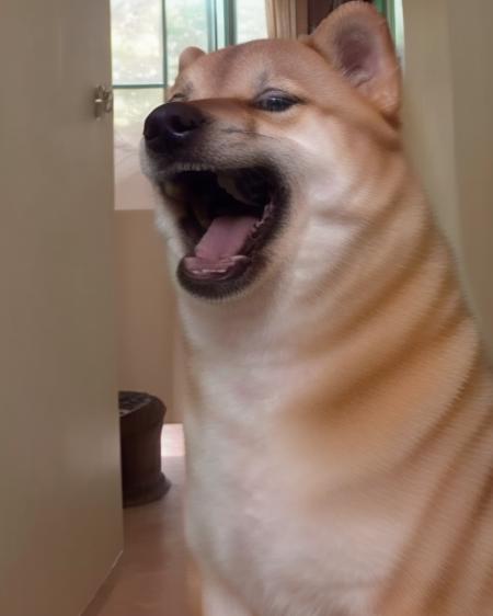cinematic fisheye closeup of a shiba inu dog weirog  <lora:weirogs_del:.85>   <lora:Cheems_50_2-000001:1> mouth open laughing