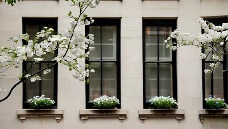 white flowers on trees in nyc chelsea from apatment window