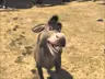 rox356's Avatar