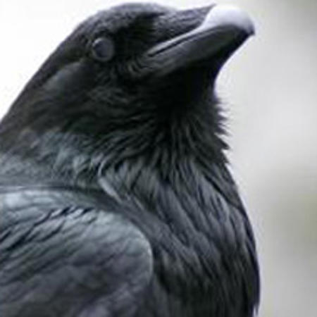 ravenlok's Avatar