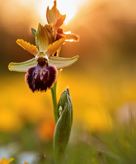 Ophrys sphegodes