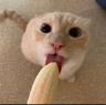 BabyCats