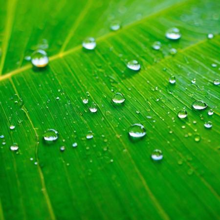 rolling water drops, leaves, motion blur,close-up, extremly detailed