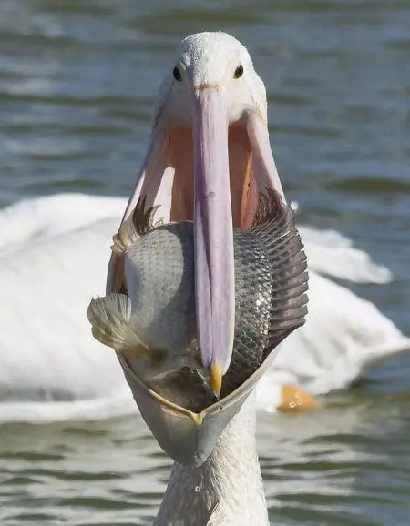 Pelican6742's Avatar