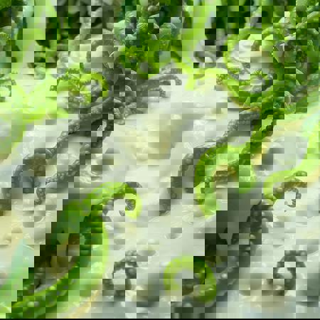 Green Tentacle White Slime - Anime V1