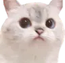 WeirdCatForWeirdPics's Avatar