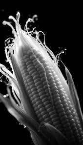 Maize Lingham V1