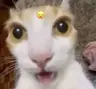 Kylestwa's Avatar