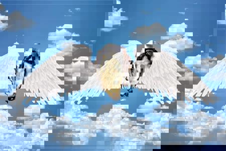 FlyingOyster's Avatar