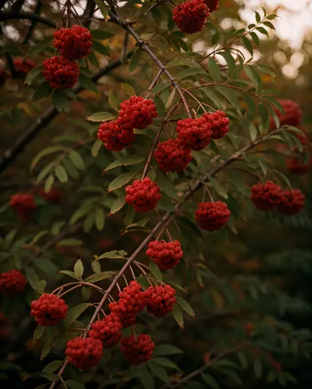 Rowanberry / Ryabina, рябина