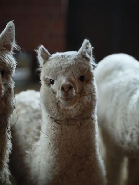 Alpacas V1