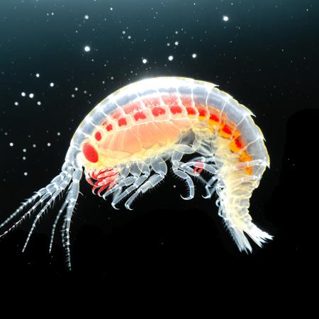 Amphipod SDXL