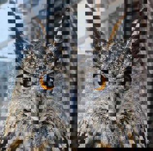 fallerhell172's Avatar