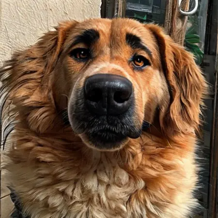 dog eyes