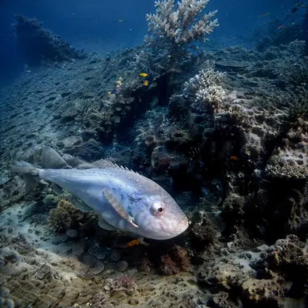 Deep Ocean Photography HD