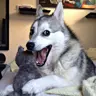 IHuskyy's Avatar