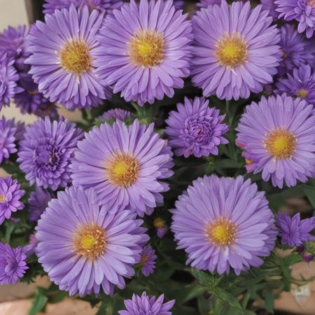 flower,  purple flower,