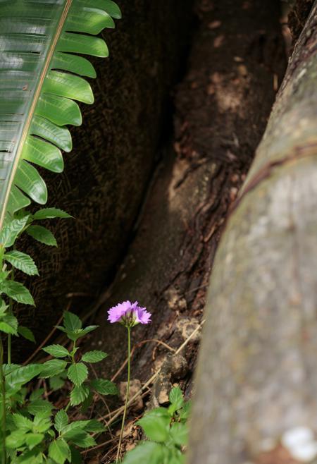 Nature